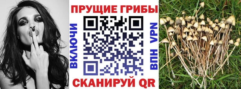 Галлюциногенные грибы прущие грибы  Азнакаево 